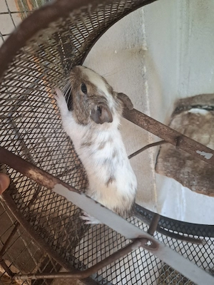 verkaufe Degus Bild 3