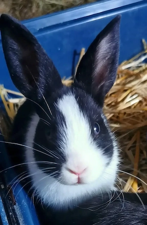 Kaninchen Jungtier 