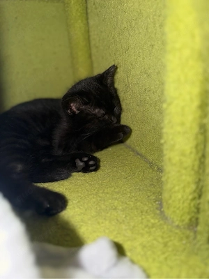 bhk kitten schwarz abzugeben 