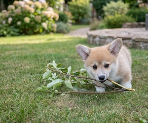 Welsh Corgi Pembroke 