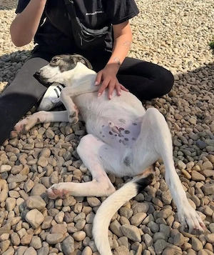 Joshua, kleiner Kampfkuschler sucht sein Glück Bild 7