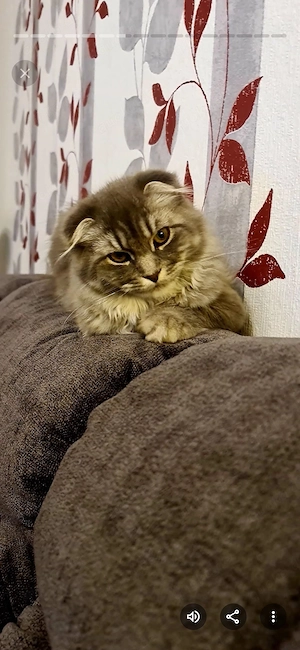 Katze Katja sucht ihr Zuhause 