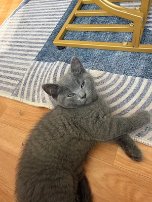 bhk kitten abzugen 