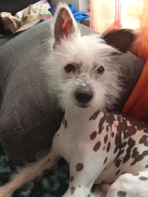 chinesischer Schopf Hund 