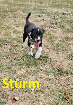 Aussiedor - Australian Shepherd Mischling Welpen