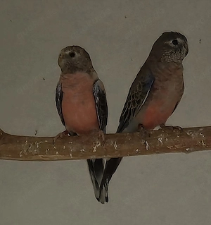 Bourkesittiche