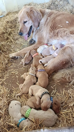 Golden Retriever Labrador Welpen suchen eine neue Familie