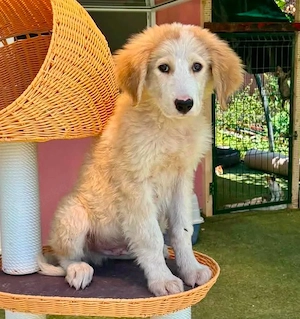 Tino, kleines Eisbärchen sucht sein Glück