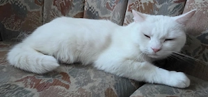 Zwei Katzen Brüder suchen Für-Immer Zuhause Bild 4