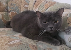 Zwei Katzen Brüder suchen Für-Immer Zuhause Bild 3