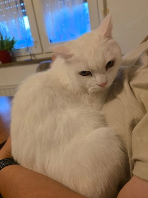 Zwei Katzen Brüder suchen Für-Immer Zuhause Bild 2