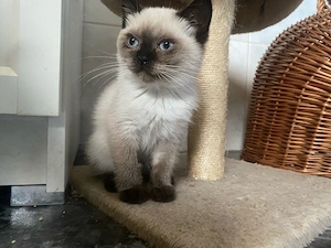 abgabebereit BKH Kitten