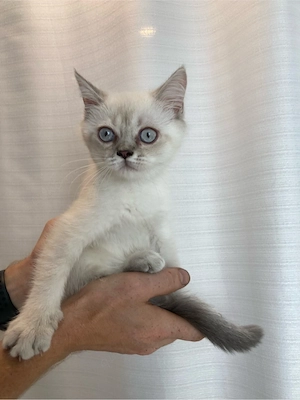 abgabebereit BKH Kitten