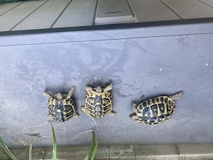 1 Pärchen Griechische Landschildkröten aus 2013 mit EU-Cites Bescheinigungen 