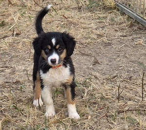 :   Fünf kleine Herzensbrecher suchen ihr Traumzuhause: Miniatur Australian Shepherd Welpen!   