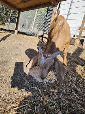 Burenziege   Ziegenbock   Burenbock