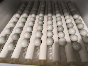Celadon Wachtel Brut Eier 