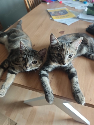 Maine Coon Mischlingskitten 