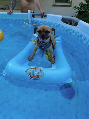 Chihuahua Pekinese Hündin