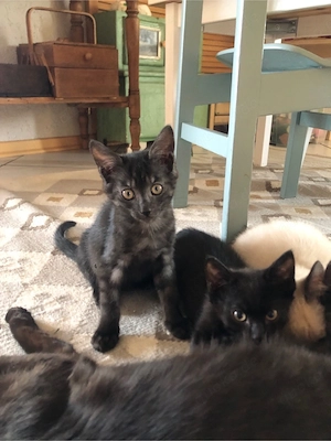 katzenbaby kitten weiblich 