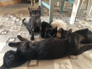 2 babykatzen kitten weiblich 