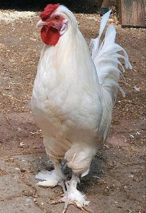 Weißer Hahn