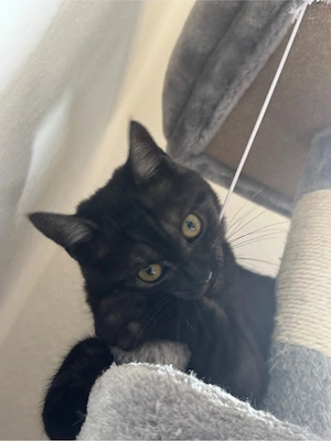    Nala sucht ein liebevolles Zuhause 