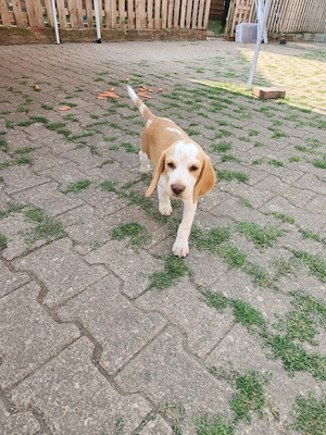 Beaglewelpen reinrassig mit Papieren  Bild 4