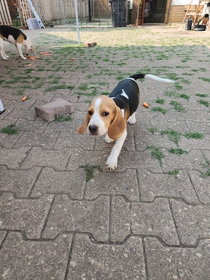 Beaglewelpen reinrassig mit Papieren  Bild 3