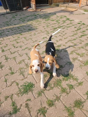 Beaglewelpen reinrassig mit Papieren  Bild 2