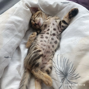 4 Bengalkitten abzugeben Bild 5