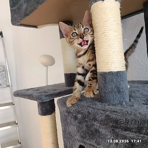 4 Bengalkitten abzugeben Bild 4