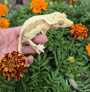 0.1 Correlophus Ciliatus Kronengecko yellow lilly white Weibchen