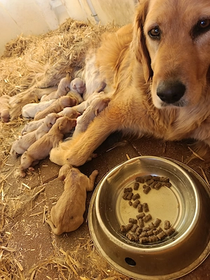 Golden Retriever Labrador Welpen suchen eine neue Familie