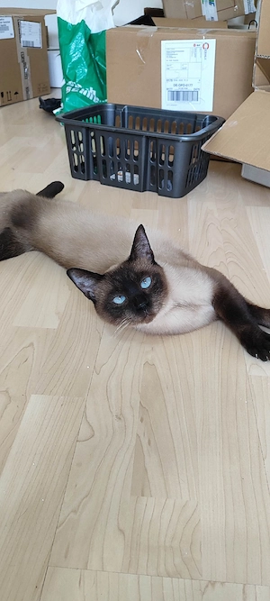 Siam Katze , 1,5 Jahre 