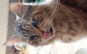 Katzen kitten ab 12woche