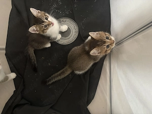 Kitten liebevoll abzugeben
