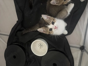 Kitten liebevoll abzugeben