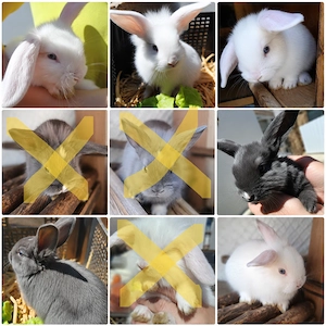 Zwergwiddermix Babys - ab August dürfen wir ausziehen!