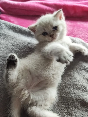 Bkh Kitten suchen ein Zuhause 