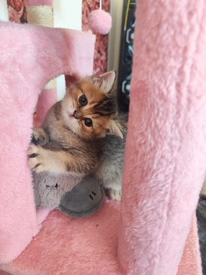 Bkh Kater 