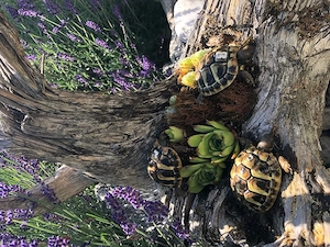 Bildhübsche Griechische Landschildkröten NZ 2025 abzugeben