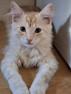 Main Coon  Norweger Mix 
