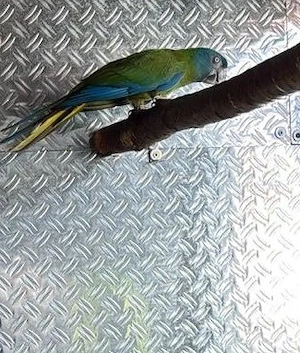 1,0 Gebirgsaras Blaukopfaras