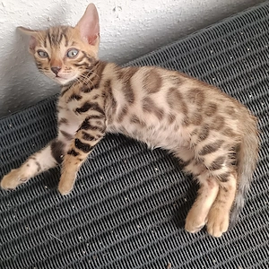 4 Bengalkitten abzugeben Bild 6