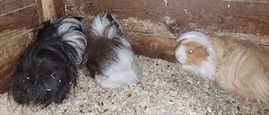 Meerschweinchen abzug