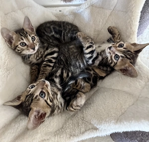 Reinrassige Bengal Kitten mit Stammbaum