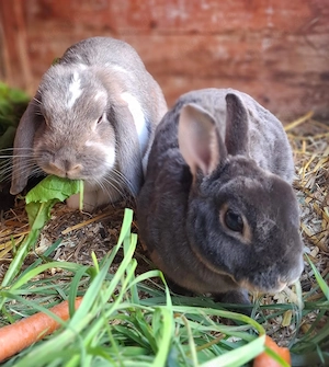 Otto (kastriert) und Pebbles suchen neues liebevolles Zuhause.