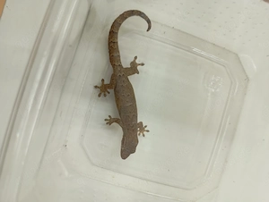 Jungferngeckos Lepidodactylus lugubris