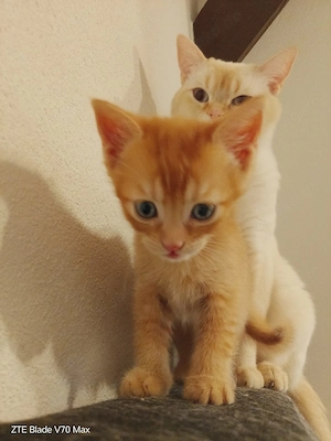 Zwei süsse Bkh Mix Babys 